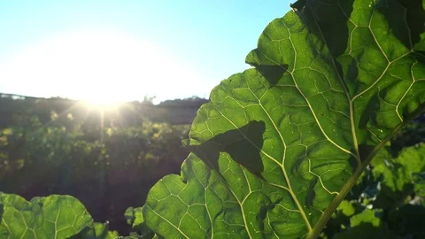 Big leaf of collard plant growing on a field at the sunset Video stock 71026291