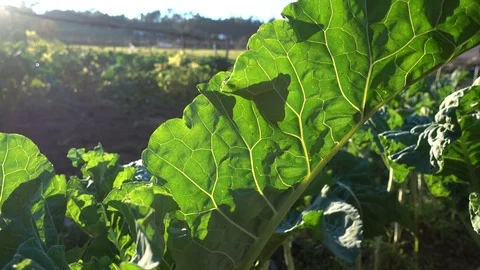 Big leaf of collard plant growing on a field Stock Footage 71026619