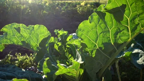 Big leaf of collard plant growing on a field at the sunset Stock Footage 71026631