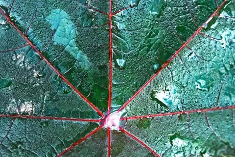 Big leaf with dew drops Stock Photos