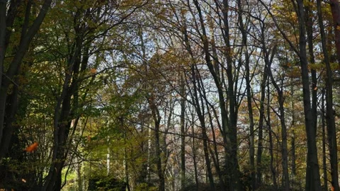 Big leaf fall in the forest Stock Footage 226249126
