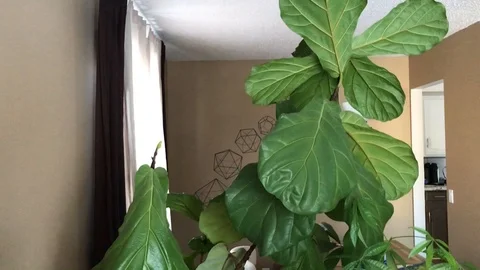 Big leaf fig tree Stock Footage 122051769