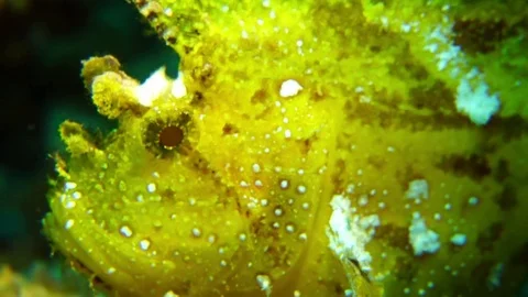 Big leaf fish Stock Footage 74912089