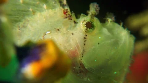 Big leaf fish Stock Footage 74912216