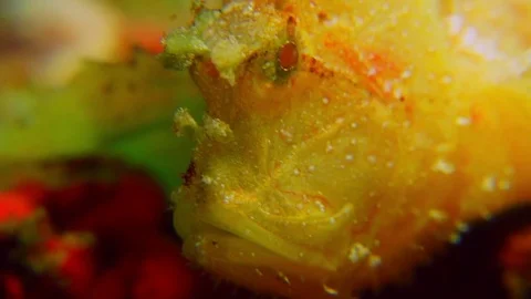 Big leaf fish Stock Footage 74912651