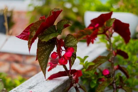Big leaf in the flower tree Stock Photos