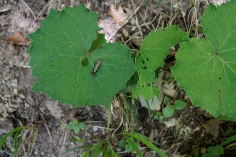 Big leaf with flying bug sitting and waiting Stock Photos