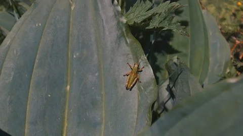 A big leaf with a grasshopper Stock-Footage 91832081