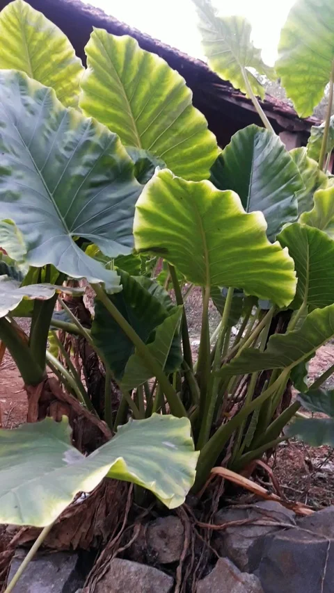 Big leaf green plant Stock Footage 126414246