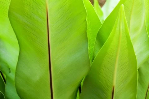 A big leaf of herb Stock Photos