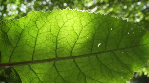 Big leaf lit by the sun and moving shadows Stock Footage 41530795