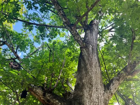 Big Leaf mahogany Tree Stock Photos