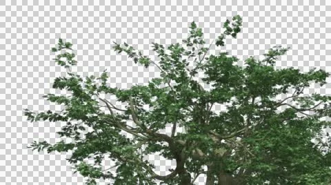 Big Leaf Maple Chromakey Crown Isolated Tree Chroma Key Alfa Alfa Channel Crown Stock Footage 55659234