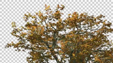 Big Leaf Maple Chromakey Crown Isolated Tree Chroma Key Alfa Alfa Channel Crown Stock Footage 55659314