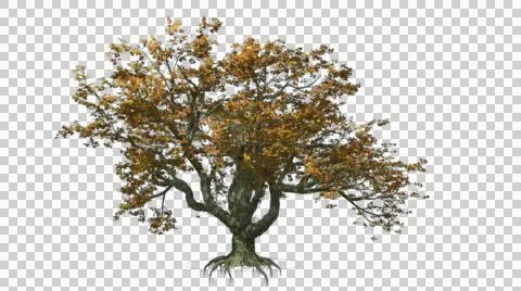 Big Leaf Maple Chromakey Swaying Tree Branches Swaying Branches Root Windy Stock Footage 53760680