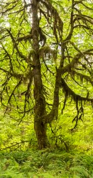 Big Leaf Maple Hoh Rainforest Panorama Foto stock