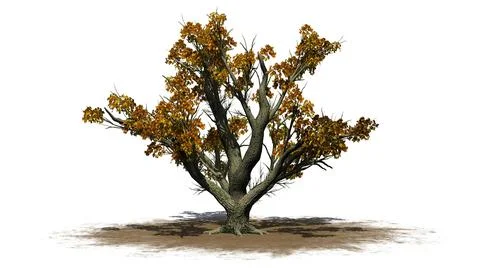 Big Leaf Maple Tree in the autumn on a sand area Stock Illustration