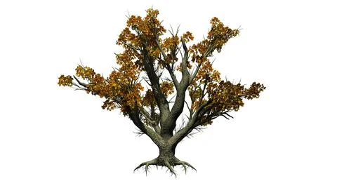 Big Leaf Maple Tree in the autumn - isolated on white background Stock Illustration