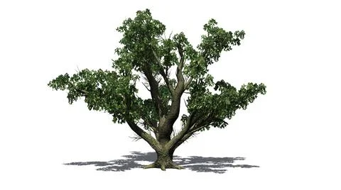 Big Leaf Maple Tree with shadow on the floor - isolated on white background Illustrazione stock