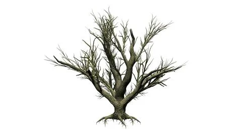 Big Leaf Maple Tree in the winter - isolated on white background Stock Illustration