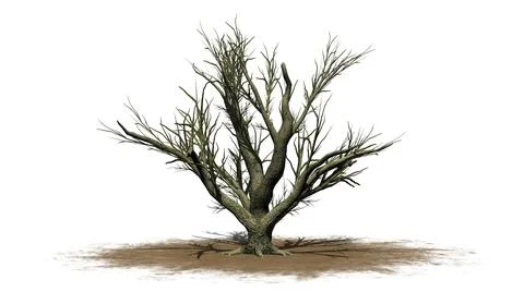 Big Leaf Maple Tree in the winter on a sand area Illustrazione stock