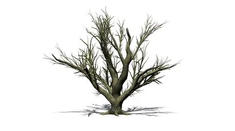 Big Leaf Maple Tree in the winter with shadow on the floor Illustrazione stock