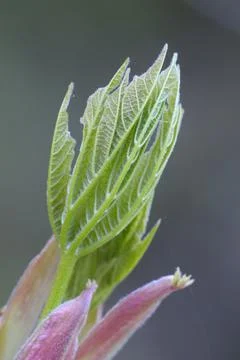 Big Leaf Maple young leaf, Cowichan Valley, Vancouver Island, British Columbi Stock Photos