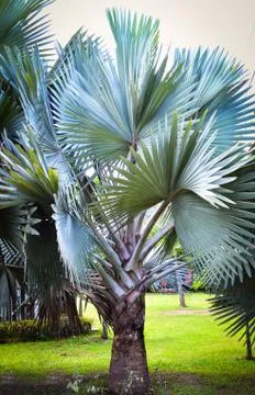 Big leaf palm tree in the park garden Stock Photos
