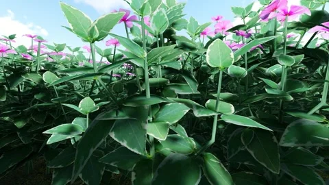 Big leaf Periwinkle pink flower Stock Footage 342150681