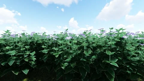 Big leaf Periwinkle Purple flower Vídeo Stock 342035906
