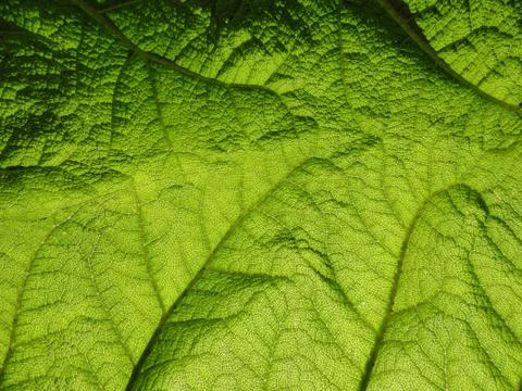 Big Leaf Stock Photos
