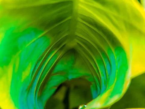 A big leaf Stock Photos