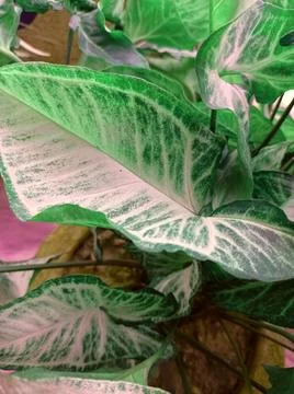 Big leaf Stock Photos