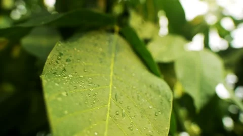 Big leaf with raindrops Vídeo Stock 159294612