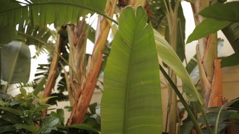 Big Leaf Surrounded by Other Trees and Leaves Video stock 102526715