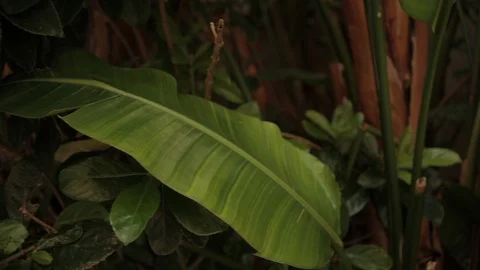 Big Leaf Surrounded by Other Trees and Leaves Video stock 102526721