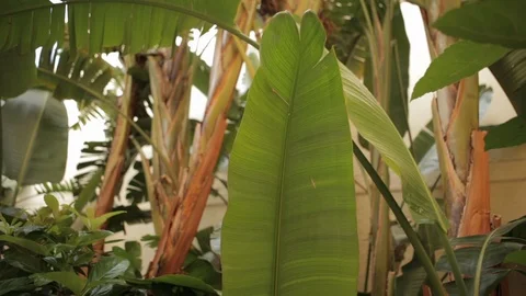 Big Leaf Surrounded by Other Trees and Leaves Video stock 102526758