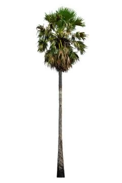 Big leaf tree green on white background isolate. Stock Photos