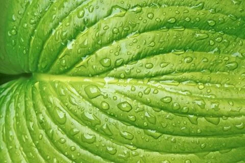 Big leaf with water drops Stock Photos