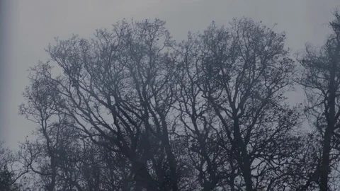 Big leafless trees blowing in the stormy wind on a grey day Stock Footage 101760101
