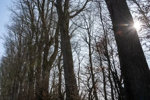 Big leafless trees with sunshine on a cold day in spring Stock Photos