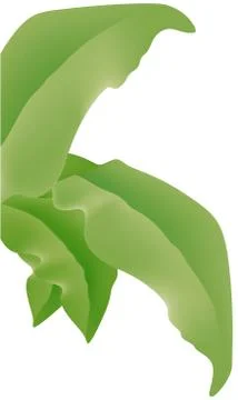 Big Leafs Stock Illustration