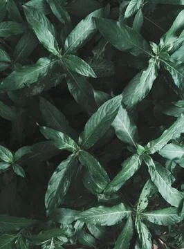 Big leaves Background Stock Photos