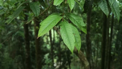 Big leaves of a big tree in a dense forest in Darjeeling, India Stock Footage 238808568