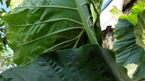 Big leaves blowing in the wind Stock-Footage 260148050