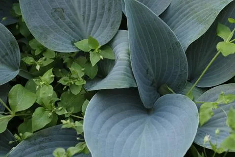 Big leaves pattern of decorative hosta plant with small green sprouts in th.. Stock Photos