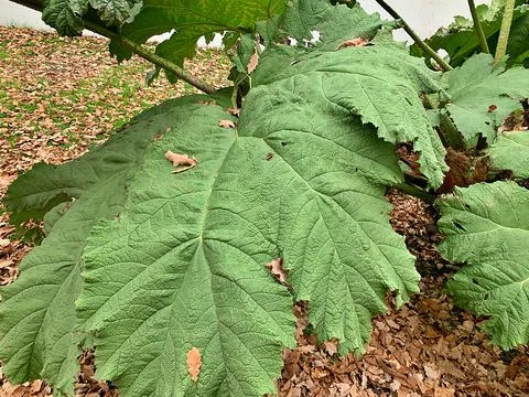 Big leaves Foto stock