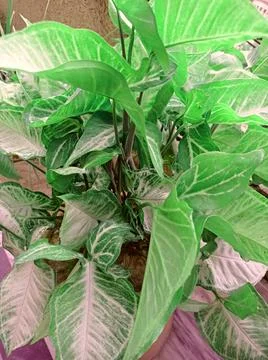 Big leaves Stock Photos