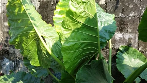 Big leaves swaying in the wind Stock Footage 260147324