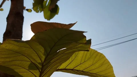 Big leaves under the sun Stock-Footage 300005270